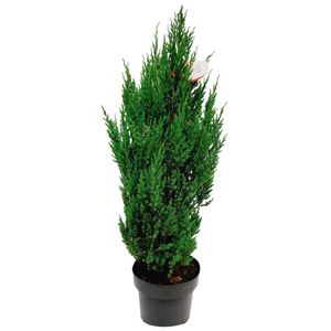 Flor Thuia Strikita P20