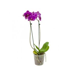 Vaso Phalaenopsis P15