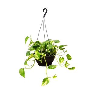 Jiboia Verde PenDente C21